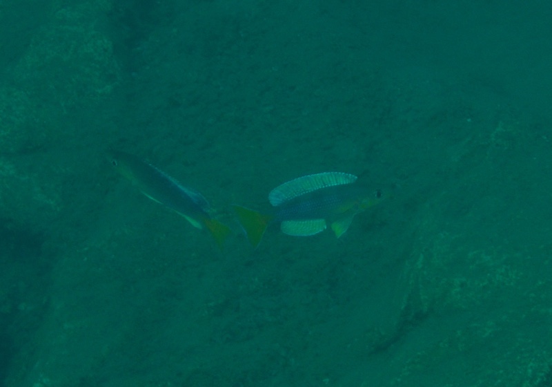 Cyprichromis sp. 'dwarf jumbo' Cape Kabogo